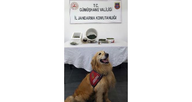 Gümüşhane’de jandarmadan uyuşturucu operasyonu