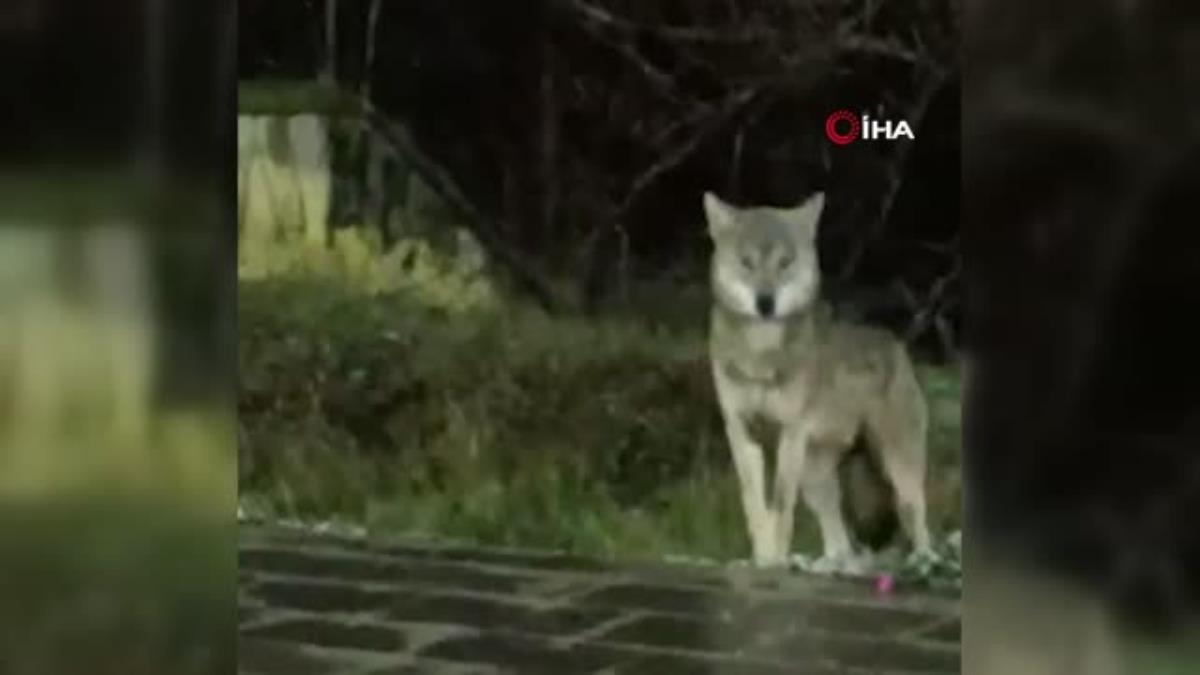 Kelkit ilçe merkezine inen kurt kameralara takıldı