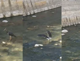 Harşit Çayı’nda Kara Leylek görüntülendi
