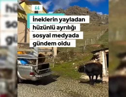 İneklerin hüzünlü ayrılığı sosyal medyada gündem oldu