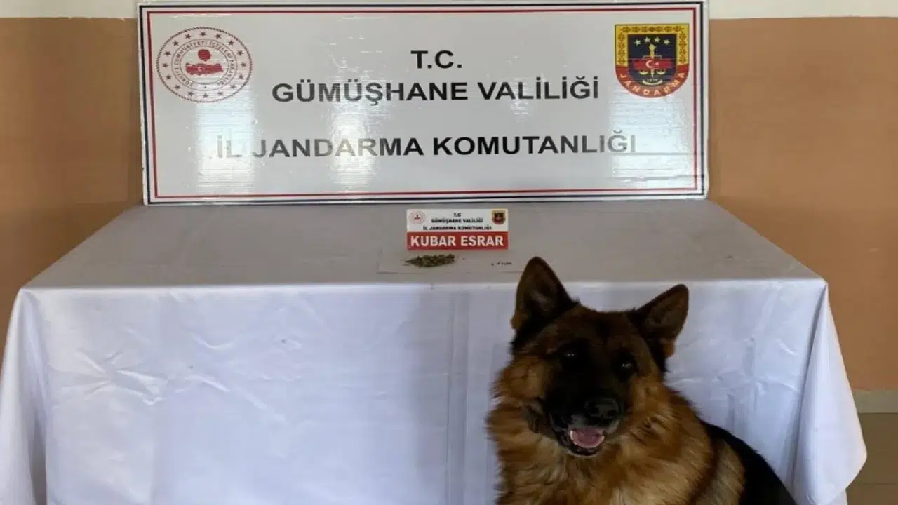 Jandarma’dan Şiran’da uyuşturucu operasyonu