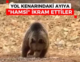 Yol kenarındaki ayıya ‘Hamsi Ziyafeti’ verdiler