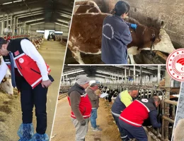Gümüşhane’de hayvanlara yönelik 241 bin 536 koruyucu aşı uygulaması yapıldı