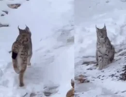 Şiran’da vaşak yerleşim alanında görüntülendi