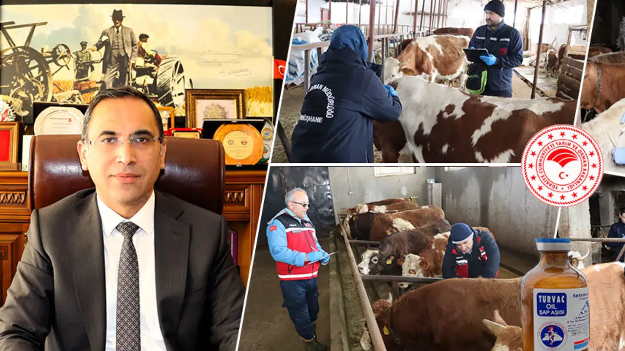 Gümüşhane’de İlkbahar Dönemi Şap Aşılama Kampanyası Başladı