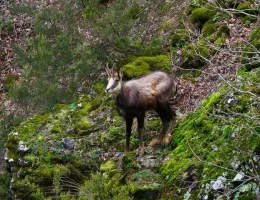 Türkiye’de en düşük rakımda sadece Gümüşhane’de görülüyor!