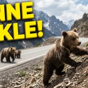 Anne Ayı ve Yavruları Kamerada