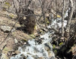 Godanas Ormanlarını 14 kilometre yürüyerek aştılar!