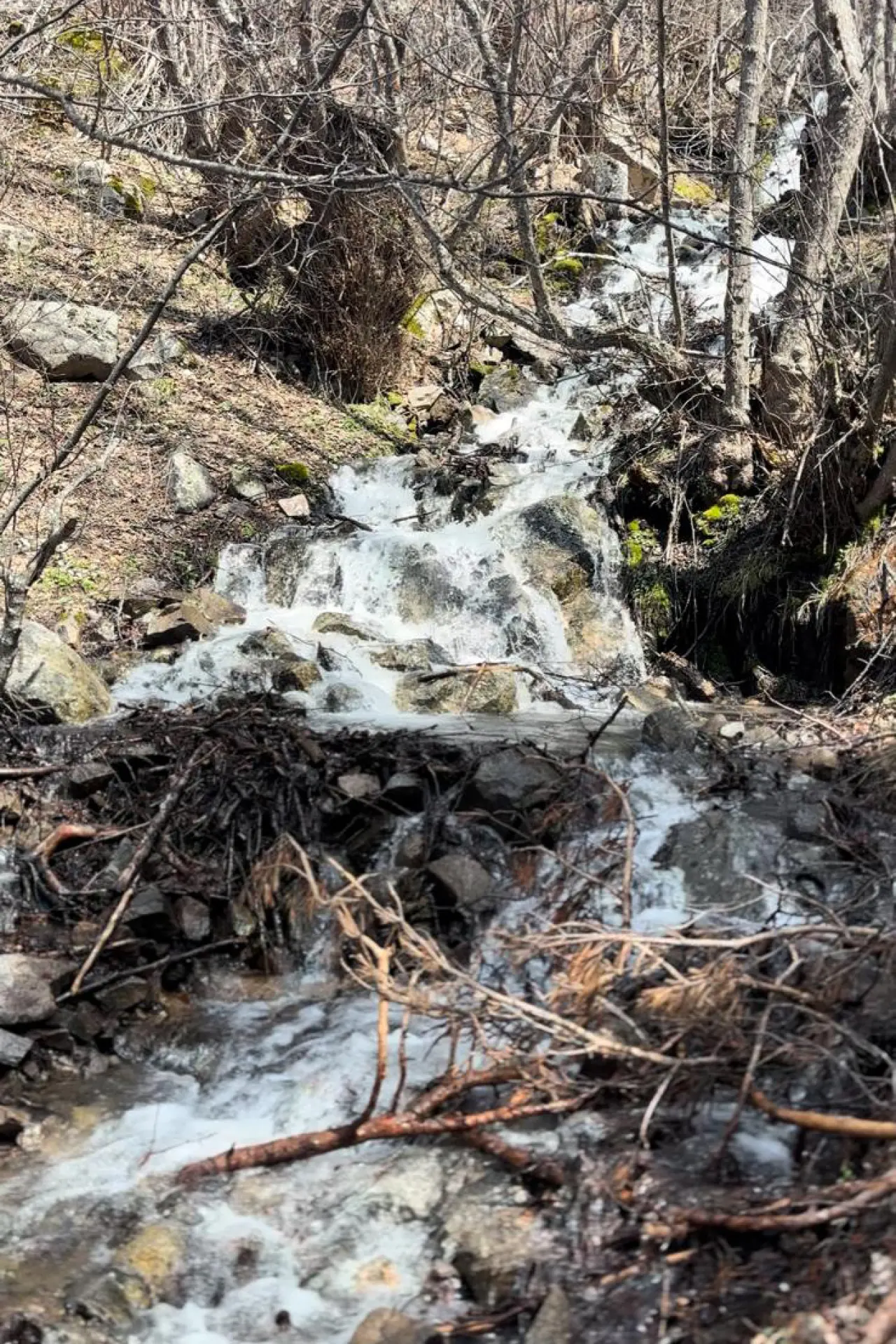 Godanas Ormanlarını 14 kilometre yürüyerek aştılar!