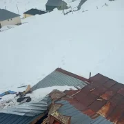 Gümüşhane yaylarında ayı dehşeti devam ediyor