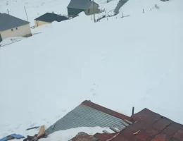 Gümüşhane yaylarında ayı dehşeti devam ediyor