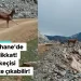Gümüşhane’de iseniz dikkat! Karşınıza yaban keçisi çıkabilir