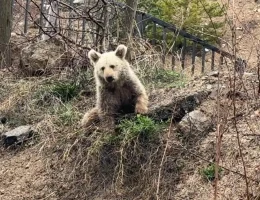 Gümüşhane’de şaşırtan manzara! Vatandaşlar ‘Koca Oğlan’ı ekmekle besledi