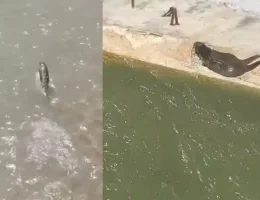 Harşit Çayı’nda Koruma Altındaki Su Samuru Görüntülendi