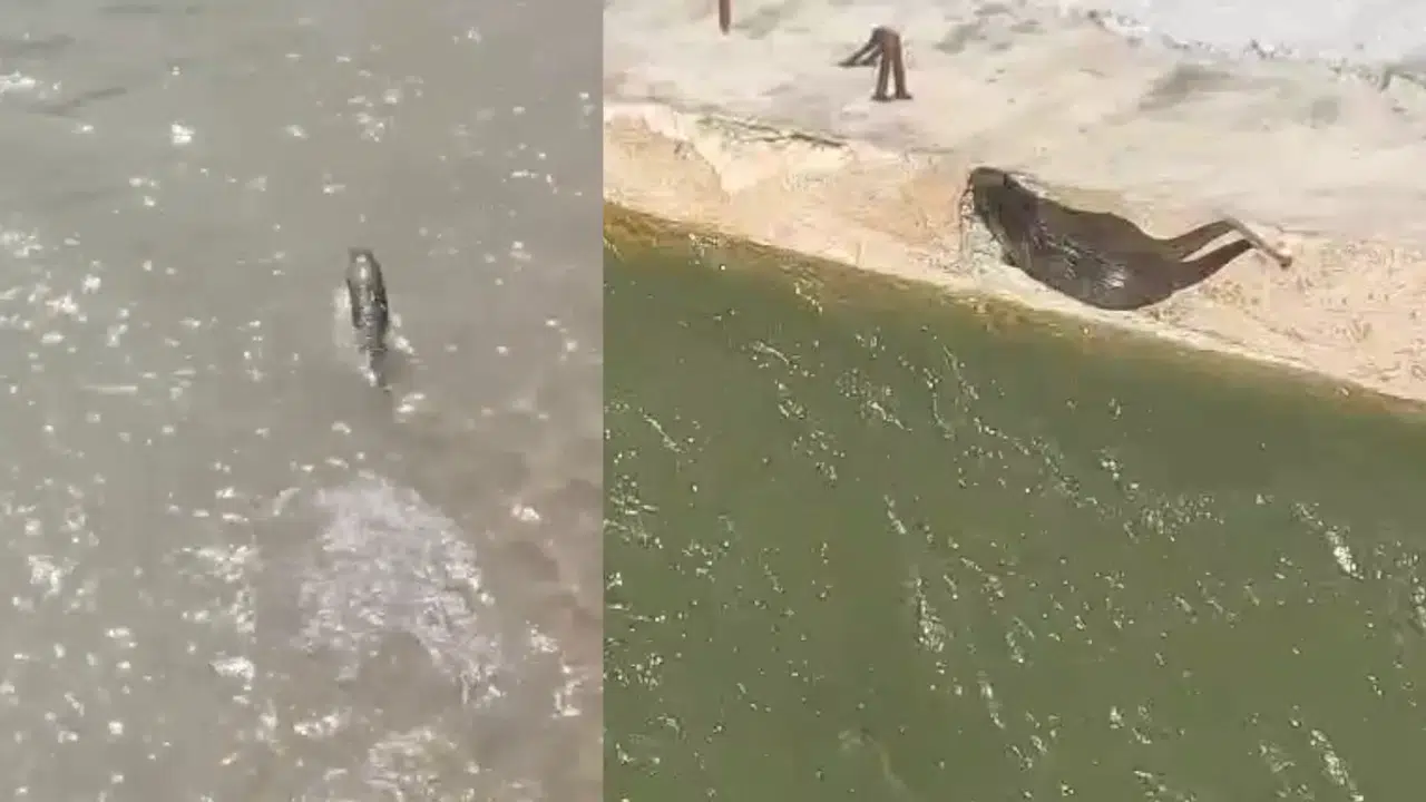 Harşit Çayı’nda Koruma Altındaki Su Samuru Görüntülendi