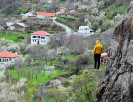 Kayaların göbeğinden altın gibi fışkırıyor: Görenler gözlerine inanamadı!