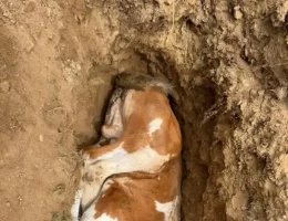Minik Nehir’in Acı Vedası Yürekleri Dağladı