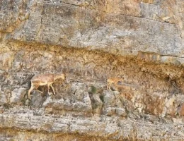 Gümüşhane’nin Sarp Kayalıklarında Yaşam Dersi: Minik Yavru Pes Etmedi!