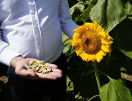 200 Dönümden 60 Ton Ürün Alınacak!