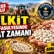 Guinness Rekorlu Kelkit Şeker Fasulyesinde Hasat Zamanı