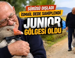 Gümüşhane’de dışlanan kaz Juniour İsmail Dede’nin gölgesi oldu