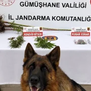 Kürtün’de Kenevir ve Kubar Esrar Ele Geçirildi