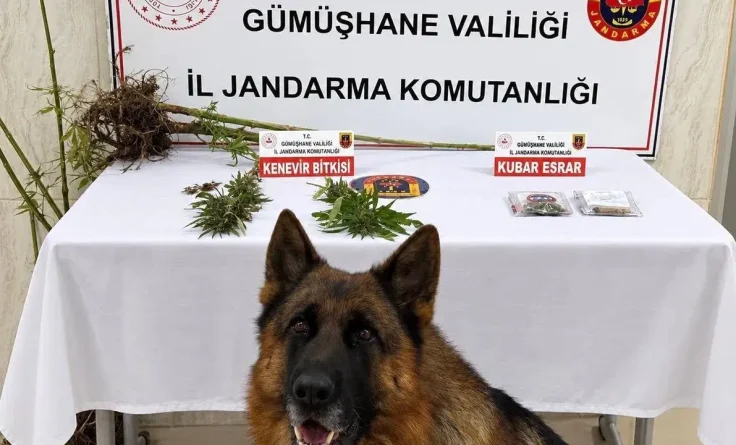 Kürtün’de Kenevir ve Kubar Esrar Ele Geçirildi