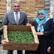 Gümüşhane’de çiftçilere 145 bin adet domates ve salatalık fidesi dağıtıldı