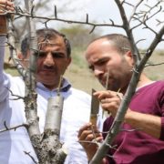 Gümüşhane’de yaban hayatı için meyve fidanı aşılanıyor