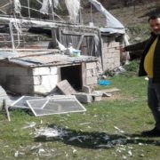 Gümüşhane’de ayılar bir gecede 25 tavuğu yedi