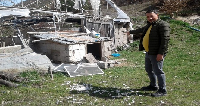 Gümüşhane’de ayılar bir gecede 25 tavuğu yedi