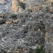 Gümüşhane dağlarının en ihtişamlı süsü: Yaban keçisi