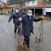Gümüşhane’de 65 yaş üzeri çiftçilerin fidanları evlerine götürüldü