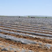 Bölgenin en büyük çilek bahçesi Gümüşhane’de kuruldu