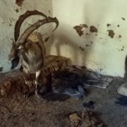 Yayla evinde mahsur kalan yaban keçisini kurtardılar