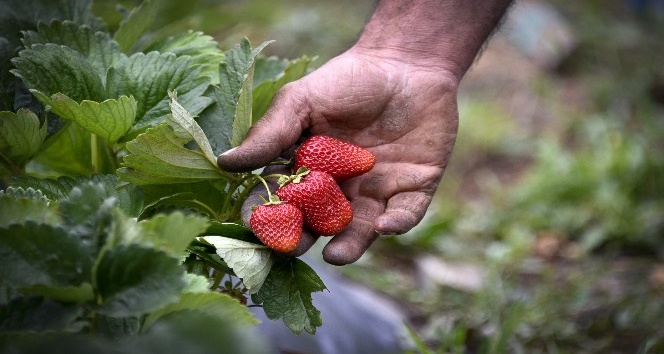 Bu çilekler çok farklı