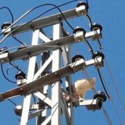 Elektrik direğinde mahsur kalan kedi kurtarıldı