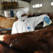 Gümüşhane’de keneye karşı ilaçlamalı mücadele
