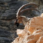 Kayaların usta tırmanıcısı yaban keçileri