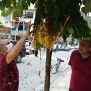 Oğul veren arılar cadde ortasındaki ağaca konunca paniğe neden oldu