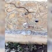 Gümüşhane’de kuşun yılanı yuvasına sokmamak için mücadelesi kameralara yansıdı