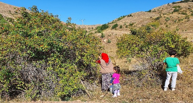 Daldan kavanoza kuşburnunun hikayesi