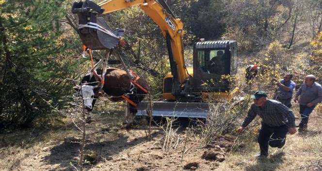 Doğumu yaklaşan ineği 2 günlük operasyonla kurtardılar