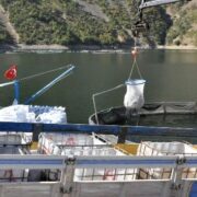 Gümüşhane’de alabalık ve somon hasadı başladı