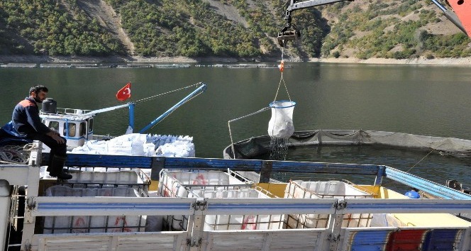 Gümüşhane’de alabalık ve somon hasadı başladı