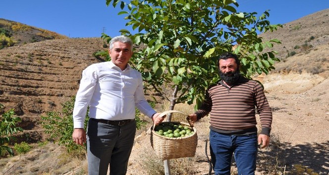 Gümüşhane’de ceviz üretimi yüzde 25 arttı
