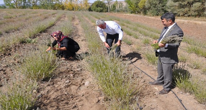 Lavanta Gümüşhane’de üreticinin gelir kapısı oldu