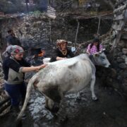 Kara kazanda sular bu kez ‘inekler’ için ısıtıldı