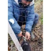 Tellerin arasına sıkışan yavru köpeği böyle kurtardı