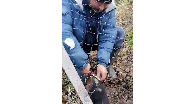 Tellerin arasına sıkışan yavru köpeği böyle kurtardı